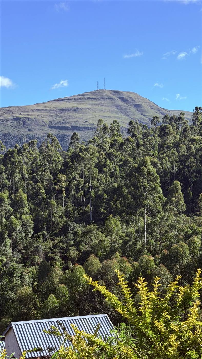 View of Pork Pie Mountain rising above pine and gum forest, seen from Eland Mountain Lodge in Chimanimani